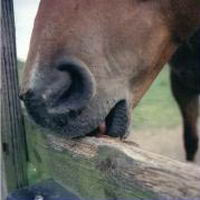 essaie dobserver ton cheval 
Lorsquil mordille regarde bien si il sacotte les dent sur le barreau ou encors le bois et quil te fait comme lipression...