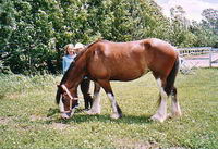 C'est un sujet qui revient parfois mais j'y r&eacute;pond quand m&ecirc;me  
J'ai une Canadienne Noire, un Standardbred Bai, un Clydesdale Bai, un Paint x...