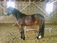 Un paint de 9 ans et un warmblood de 4ans que je viens tout juste dacquerir