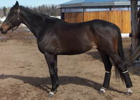 Thoroughbred..
