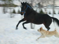 Le mien c'est un Standardbred baie fonc&eacute; avec 1 &eacute;toile irr&eacute;guli&egrave;re et 2 balzanes et sabots blancs stri&eacute; au post&eacute;rieurs. Son nom est Tropic Drummond.