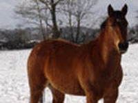OMG!!! je serais surment un cheval bien entendu ...   ou un poney miniature comme seux ki son haut komme des chevre