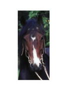 moi j'avais 16 ans lorsque mon conjoint ma acheté mon premier cheval, c'était un poney hackney de 13.3, bai, il avait 5 ans.il se nommait misty sun...