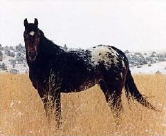 salut, moi j'ai commencer a faire de l'équitation a l'age de 5 ans(avec le cheval de ma mere)un appaloosa et depuis j'ai toujours eu la passion.a 14 ans j'ai...