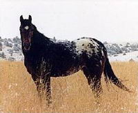 salut, moi j'ai commencer a faire de l'équitation a l'age de 5 ans(avec le cheval de ma mere)un appaloosa et depuis j'ai toujours eu la passion.a 14...
