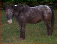 ma jument est une Quarter Horse sorrel et ma ponette est de race crois&eacute;e et de couleur appaloosa