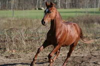 Voila une photo de mon poulain Qh - Paint!
