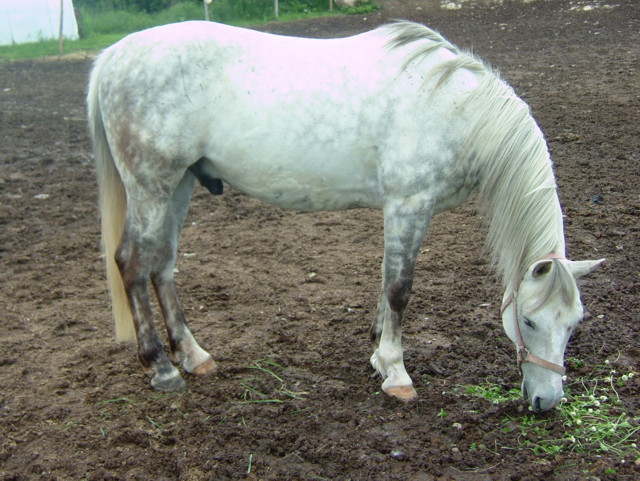 Moi ce n'est pas mon cheval mais le nom du cheval que je monte a mes cour c'est Éclair....
Quand mon prof l'avait acheté il s'appelait Éclair et elle...