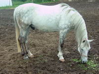 Moi ce n'est pas mon cheval mais le nom du cheval que je monte a mes cour c'est &Eacute;clair....

Quand mon prof l'avait achet&eacute; il s'appelait &Eacute;clair et...