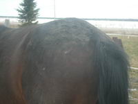 J,ai justement achet&eacute; un damier de Mimo et j'ai ras&eacute;. J'en ai fait &agrave; mon cheval et &agrave; 2 chevaux de 2 filles. Ils sont tous diff&eacute;rent mais avce le m&ecirc;me...