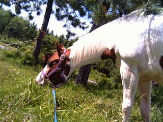 la mienne c Aramis mais son nom d'enregistrement c Ballyclough Luke Duke une paint :-) et le bébé a Joly qui s'applle Sugar lui c une poney meleanger...
