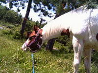 la mienne c Aramis mais son nom d'enregistrement c Ballyclough Luke Duke une paint     et le b&eacute;b&eacute; a Joly qui s'applle Sugar lui c une poney...