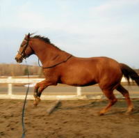 Ma jument est confortable au pas, mais au trot et au galop...! OUFF! &Ccedil;a brasse la canisse!  C'est extr&ecirc;mement dure de faire du trot assis! Mais...