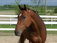 Un Thoroughbred de 16.2 mains et il est baie sans tache blanche mais une belle &eacute;toile !