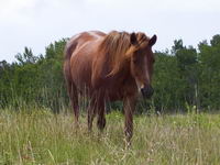 Dolly, poney croiser probablement canadien. Elle est alezan.