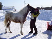 Et spirit, fils de Dolly. Son p&egrave;re est un appaloosa. Lui, ben il est appaloosa aussi   Il a un an et demi