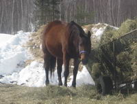 Voici cet hiver ( elle en a repris bcp depuis la photo de l'&eacute;t&eacute;)