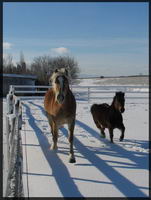 Une jument haflinger, Suzy
Un poney crois&eacute; bai, Jazz