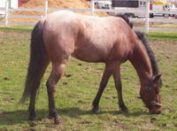 Nom: Smoken Dude

Taille: 13m3

sexe: hongre

&acirc;ge: 4 ans

robe: appaloosa, bai cerise avec t&acirc;ches blanche(plus particuli&egrave;rement sur le dos),...