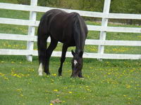 La plus magnifique jument que j'ai jamais vu :P
C'est bien Prada, une dutch warmblood! Elle a presque 7 ans et est presque noire. Je l'adore