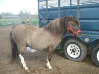 Ensuite, un petit poney, r&eacute;cemment castr&eacute;, a une couleur qui d&eacute;passe mes comp&eacute;tences L'hiver il palit beaucoup, il a une raie de mulet et 2...