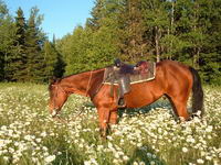 J'ai un Quarter Horse baie, de 23 ans.