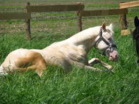 Bonjour cindy nous avons un &eacute;talon cremmello &agrave; l'&eacute;curie avec papier je t'envoie une photo le cheval n'est pas a moi mais si cela t'interesse contact...