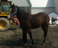 Oui me suis fait dire ca , pour mon cheval mais c'est sur cette photo la qu'elle a dit ca ( C'est lui aussi sur la photo en haut)