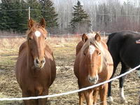 Moi j'ai une jument de 9 ans TB/QH et son poulain, &Eacute;clipse de 3 ans au crin lav&eacute; mais qui est pas mal m&eacute;langer Belge/QH/TB et une autre je crois. Ils...