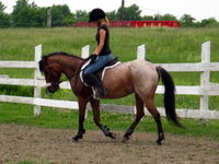 Moi j'ai un large poney du nom de Smoken Dude...il est appaloosa. C'est mon ptit homme et je l'aime beaucoup
