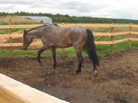 Je connais une jument couleur dun, avec les pattes z&egrave;br&eacute;es, la raie de mulet et des nuances gris dans les crins. Je connais un cheval gris avec les...