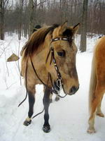 Une photo de elle en hiver...