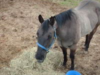 allo,
1 de mes 2 cheval est grullo, Il est gris, il a la raie de mulet plus les derriere des pattes z&eacute;br&eacute;, moi je trouve sa super beau et surtout...