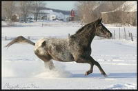1 gelding appaloosa de couleur noir virant au gris avec blanket
1 jument red roan spott&eacute;e rendu grise 22 ans
et sa pouliche bai (celle sur la...