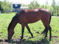 J'ai une jument Standardbred bai, pas tr&egrave;s originale