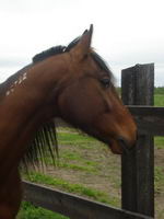 Moi non plus je suis pas tres original  

J'ai un hongre Standardbred de couleur baie