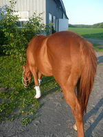 Moi mon poulain Cest Un Paint Horse Solid .. De Couleur alezan Avce reflet Dor&eacute;