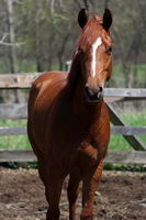 Mon poulain est un Quarter Horse X Paint de couleur alezan avec des  reflets dor&eacute;/orange au soleil lol!