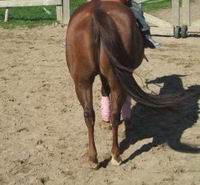 Haha   moi je n'ai aps de photo vraiment bizare mais j'aime bien celle de youki et son cheval a l'oreil maquante   et celle de penelope  
Et...
