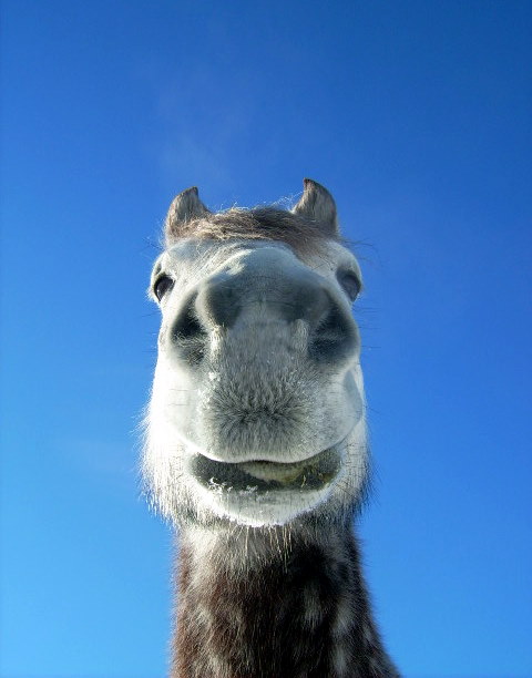 Moi c'est celle-là!  =p 
Qui a dit que c'était beau un percheron...?  lol 

Photo prise par ma fille Mimo.