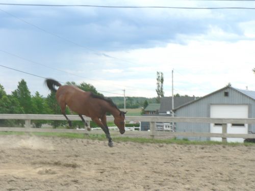 Elle est pas bizarre mais j'ai c'est quand même tout un angle que j'ai réussi à prendre sur le vif !  lol j'aurais pas voulu être dessus !! lol 
