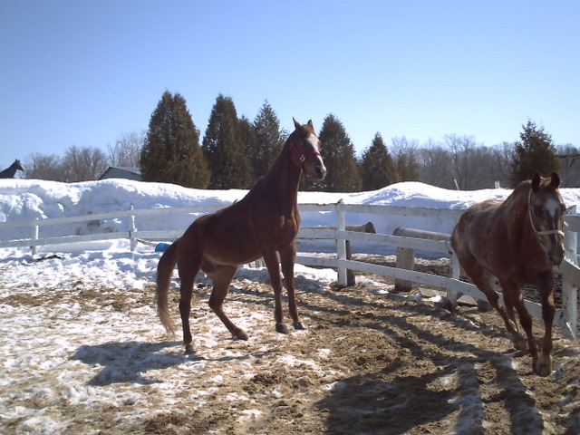 Hahaa !! Elles sont dombin drôle vos photos !! lol 
Moi celle que je trouve bizzar de mon cheval c'est celle-ci...
Il est a moitié cabré pi il a l'air droit...