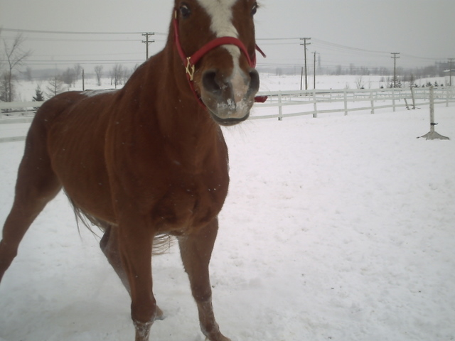 Hahaa!! Lol Oui on dirait qu'elle est truquée mais je vous assure qu'elle ne l'est pas ! lol Mon cheval est toujours bizzar sur les photos que je prends de lui...