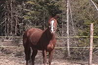 Moi, c'est mon quarter horse treasurys feature, &agrave; chaque randonn&eacute;e, &agrave; chaque entrainnement, &agrave; chaque jour et moments, je l'aime de plus en plus. Ce...