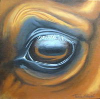 Et une petite derni&egrave;re.
Un oeil de cheval   
J'adore les yeux des chevaux, car ils parle &eacute;norm&eacute;ment.