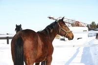 Standardbred! Bai!