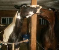 J ai une miniature , chesnut !!
Q-H.. bai roux fonc&eacute;...
et

PaintX ... tobiano !!