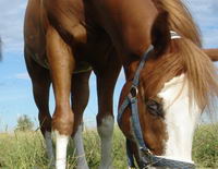 Paint horse sorel overo!