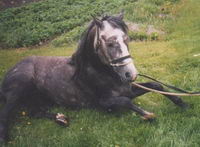 moi cest le cheval que je monte a mes cours

quarter-horse/arabe

gris pommeler

mais il change de couleur  

la c a 8 ans