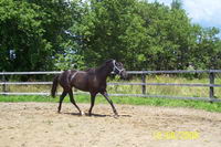 tu te cherche un cheval !!! je savais pas si jamais ca tinteresse jai une apendix de 3 asn a vendre ,,, de 16 main ,,, une vrai perle ,,, 
sinon...